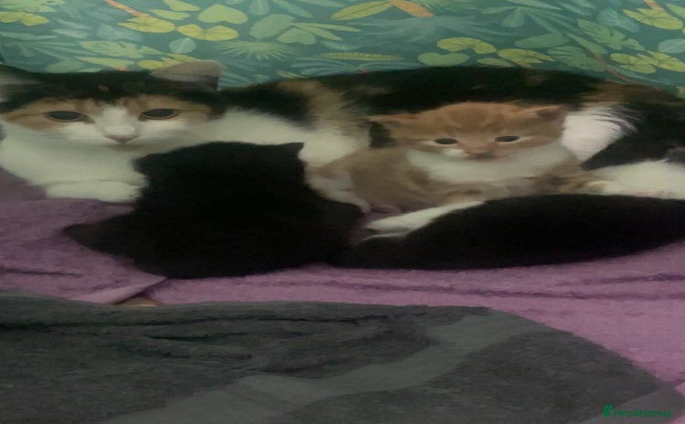 Maine Coon cats - Advert 1