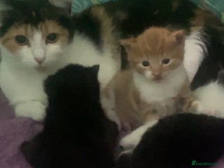 Maine Coon cats - Advert 8