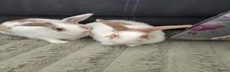 Mixed Breed rabbits for sale: 💙PEANUT & 💙BUTTER: TWO RESCUE BUNNIES(CASTRATED) in Burton-on-Trent - Advert 3