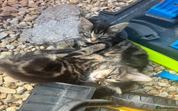 British Longhair cats for sale: 3 kittens ready for forever homes  - Image 7