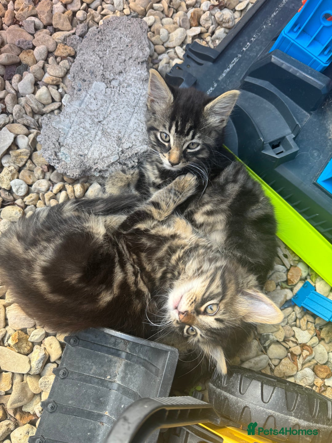 British Longhair cats for sale: 3 kittens ready for forever homes  - Image 7
