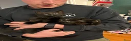 Mixed Breed cats for sale: 2 male kittens for sale  in Gateshead - Advert 2
