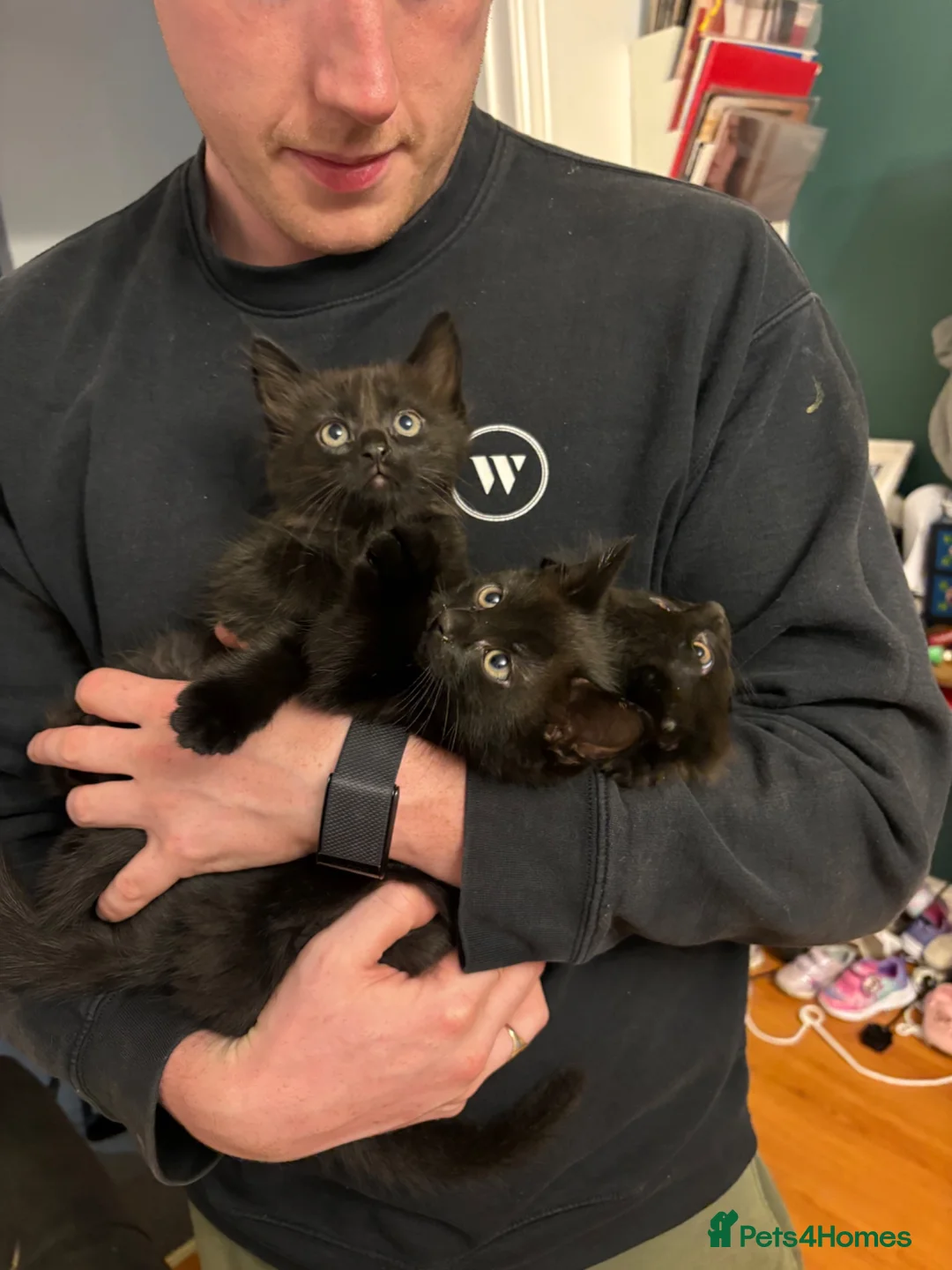 Mixed Breed cats for sale: 2 male kittens for sale  in Gateshead - Advert 2