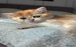 British Shorthair cats for sale: GCCF BSH BOY AND GIRL LEFT GOLDEN BLACK TIPPED  - Advert 17