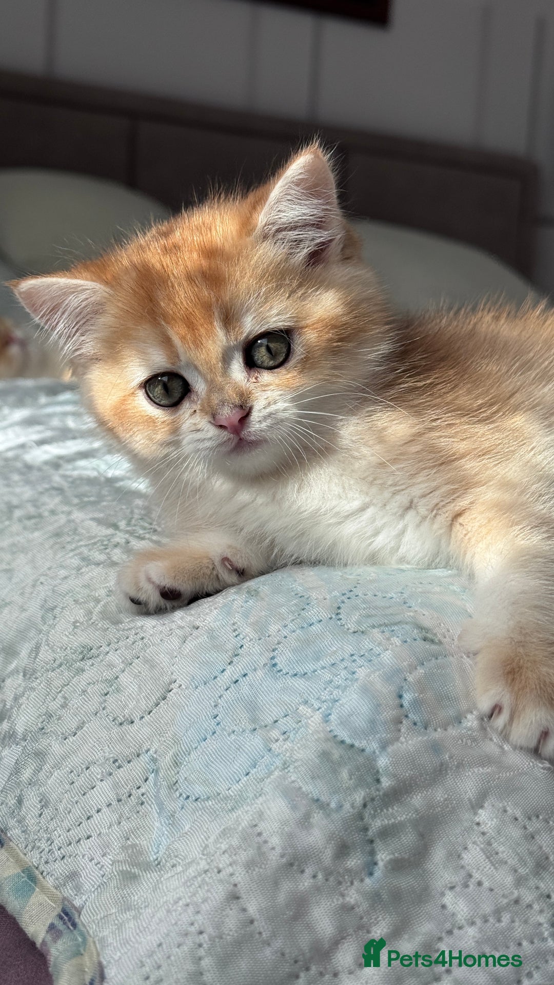 British Shorthair cats for sale: GCCF BSH BOY AND GIRL LEFT GOLDEN BLACK TIPPED  - Advert 17