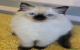 Ragdoll cats for sale: 🌸 Last Ragdoll Girl Available & Ready Now! 💕🐱 - Image 6