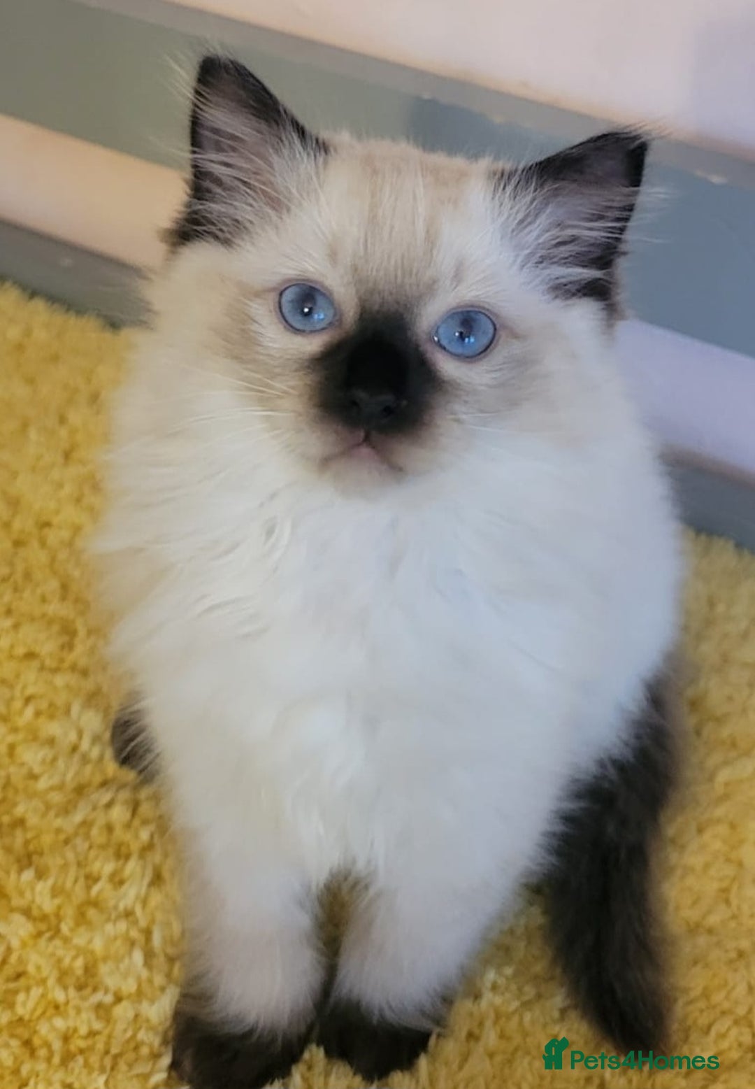 Ragdoll cats for sale: 🌸 Last Ragdoll Girl Available & Ready Now! 💕🐱 - Image 6