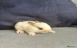 Mixed Breed rabbits for sale: Gorgeous baby bunny’s for sale  - Image 9