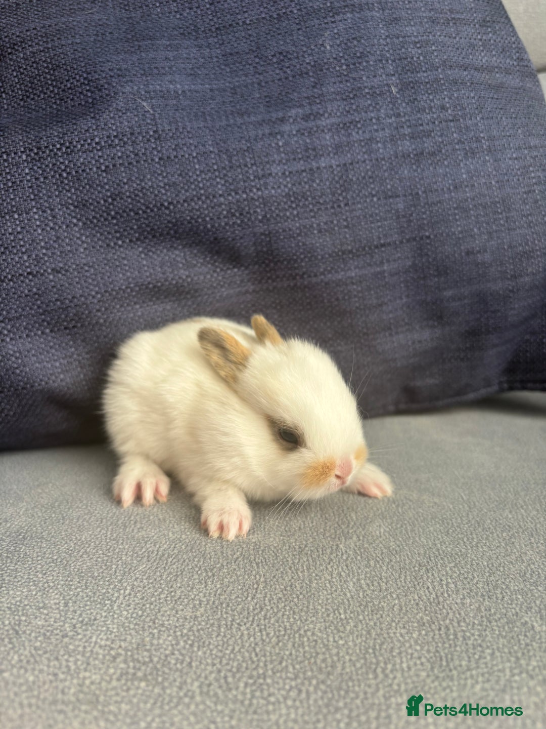 Mixed Breed rabbits for sale: Gorgeous baby bunny’s for sale  - Image 9