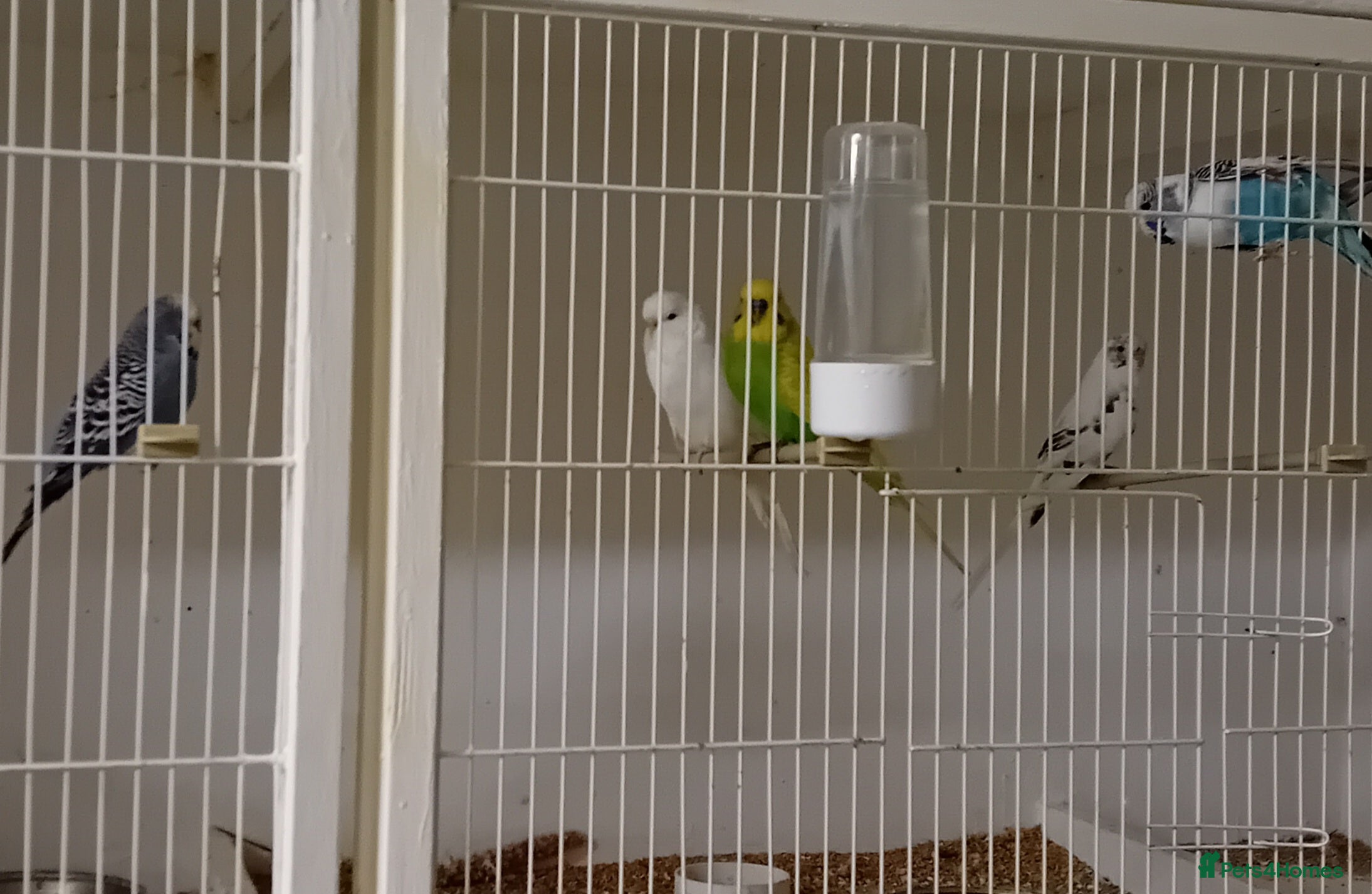 Budgerigars birds Budgies  - Advert 22