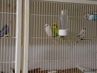 Budgerigars birds Budgies - Advert 22