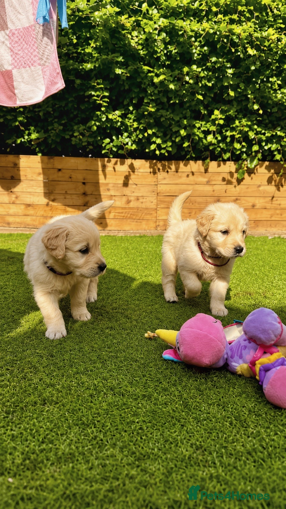 Golden Retriever dogs Exceptional Golden Retriever Puppies 🐾 - Advert 1