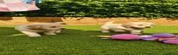 Golden Retriever dogs for sale: Exceptional Golden Retriever Puppies 🐾 - Advert 1