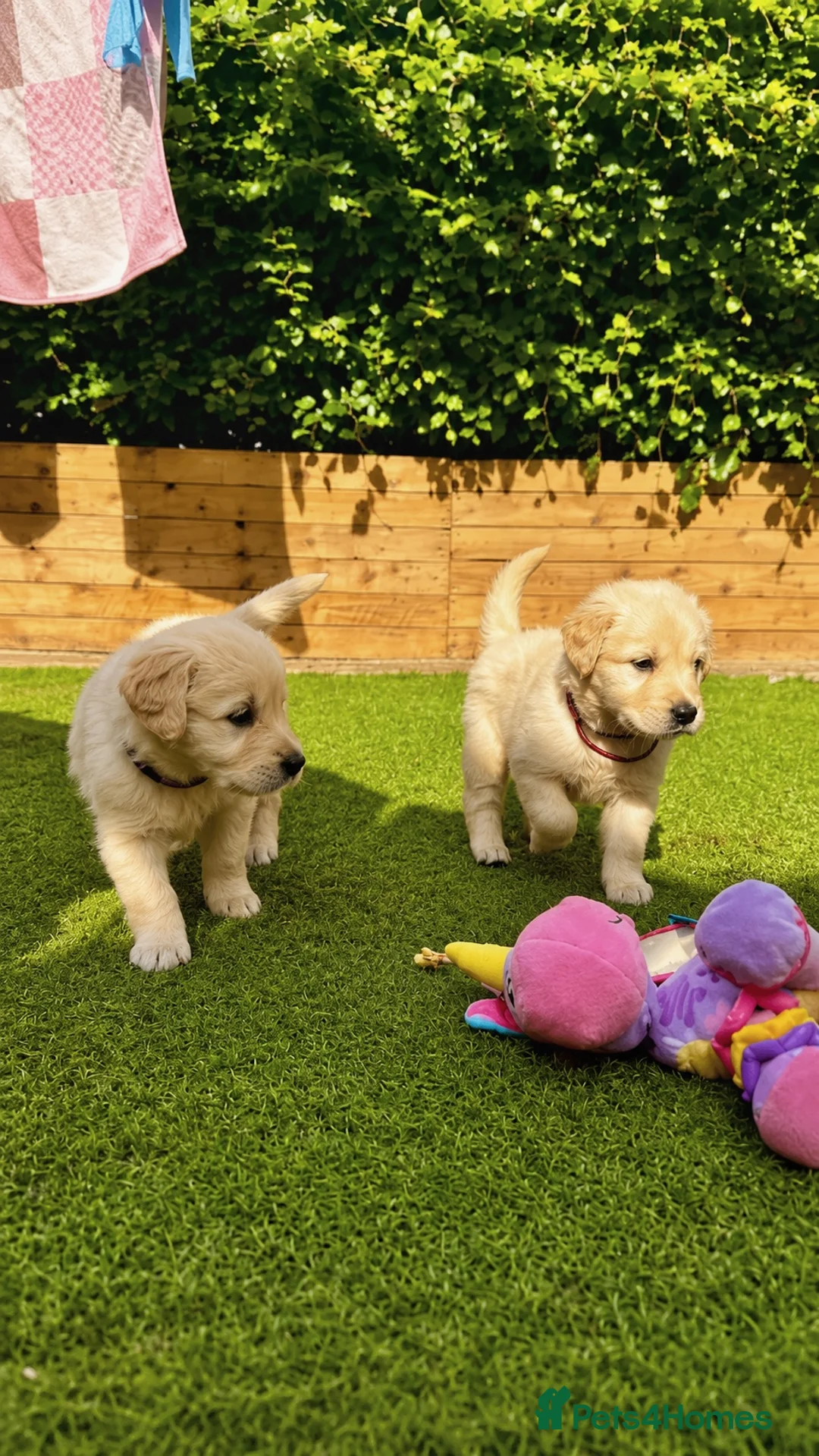 Golden Retriever dogs for sale: Exceptional Golden Retriever Puppies 🐾 - Advert 1