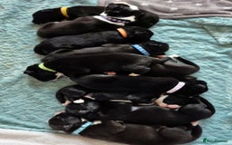 Border Collie dogs for sale: LAST BEAUTIFUL BORDER COLLIE - Image 10