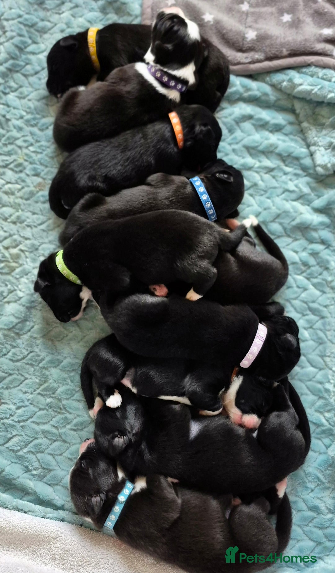 Border Collie dogs for sale: LAST BEAUTIFUL BORDER COLLIE - Image 10