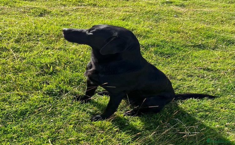 Labrador Retriever dogs - Advert 3