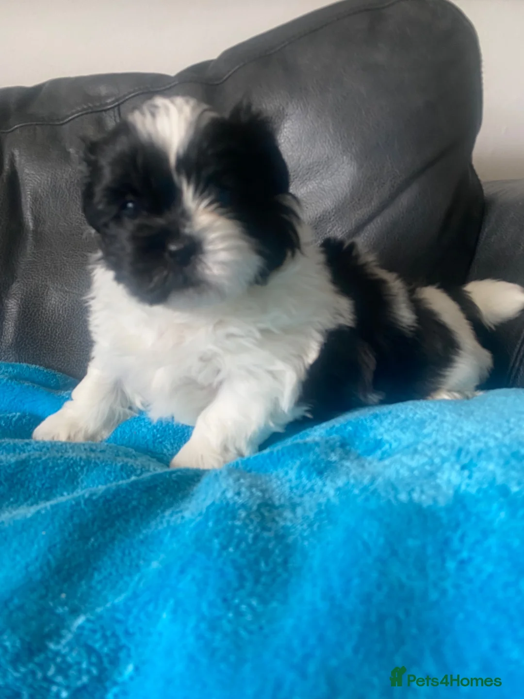 Shih Tzu dogs for sale: Pure breed Shih Tzu - Advert 2