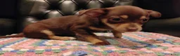 Chihuahua dogs for sale: Chihuahua Puppies for sale, Ready for loving homes - Advert 23