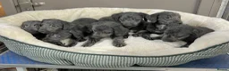 Bedlington Terrier dogs for sale: Top Quality F1 Bedlington x Whippet Puppies - Advert 5