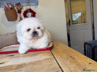 Pekingese dogs Biggiwigs Pekingese Puppy Availability - Advert 2