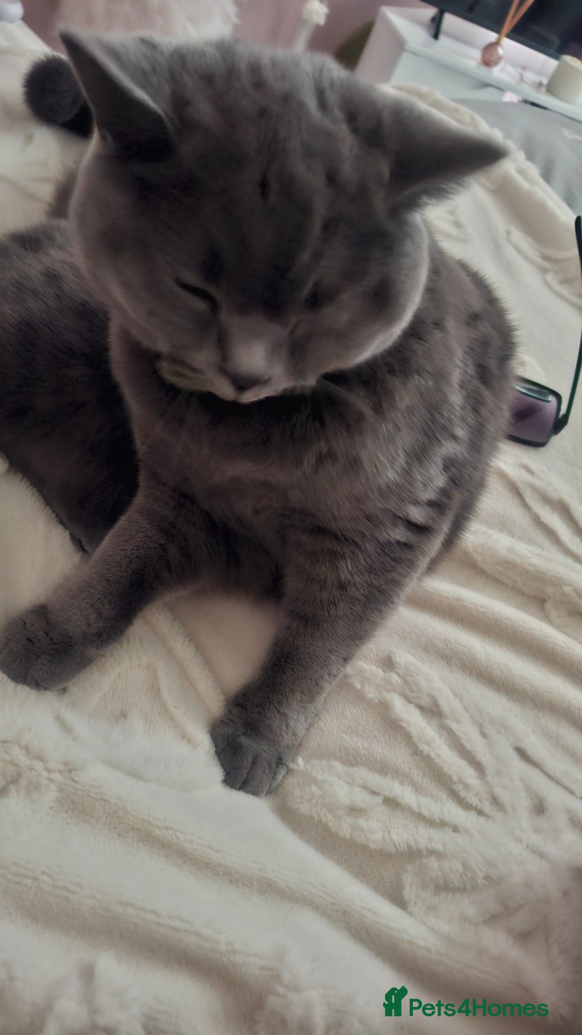 British Shorthair cats Beautiful male british blue  - Advert 3