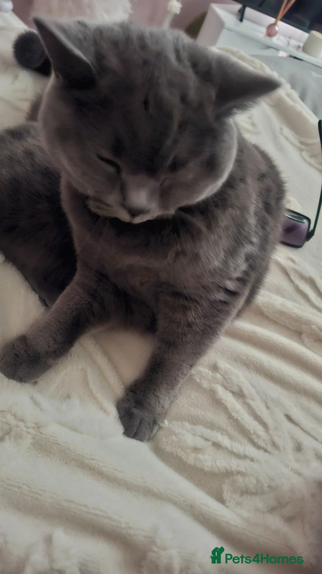 British Shorthair cats for sale: Beautiful male british blue  - Advert 1