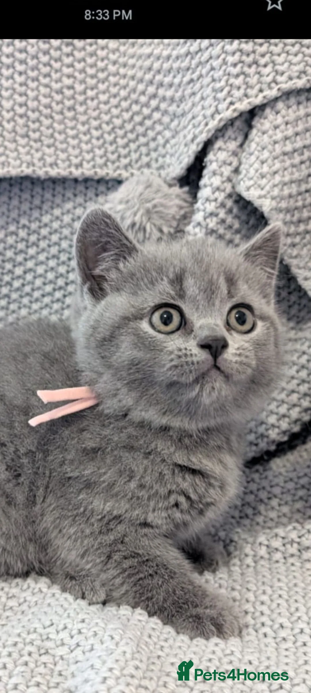 British Shorthair cats for sale: Beautiful Pedigree British Shorthair kittens  - Advert 2