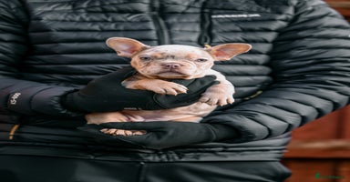 French Bulldog dogs in Sutton Coldfield - Advert 6