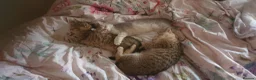 British Shorthair cats for sale: BRITISH SHORTHAIR BLACK GOLDEN SPOTTED TABBY - Advert 17