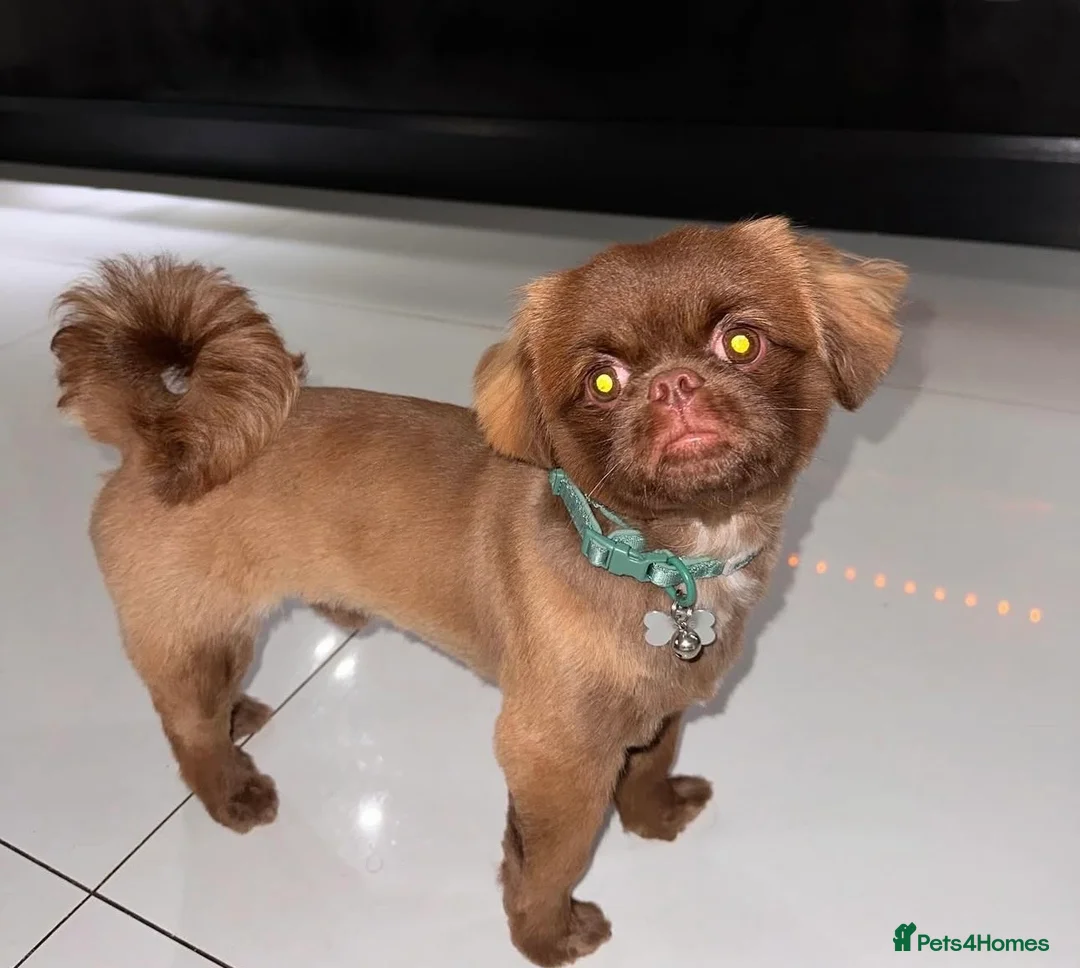 Shih Tzu dogs for stud: Shih Tzu/ Prapso stud - Advert 1