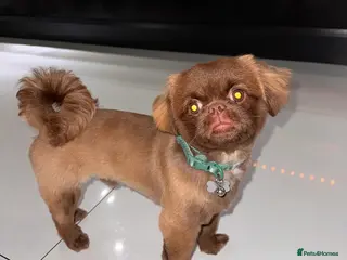 Shih Tzu dogs Shih Tzu/ Prapso stud - Advert 1