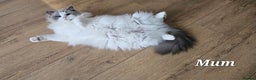 Ragdoll cats for sale: Pedegree Active Gccf 2 boys left  - Advert 6