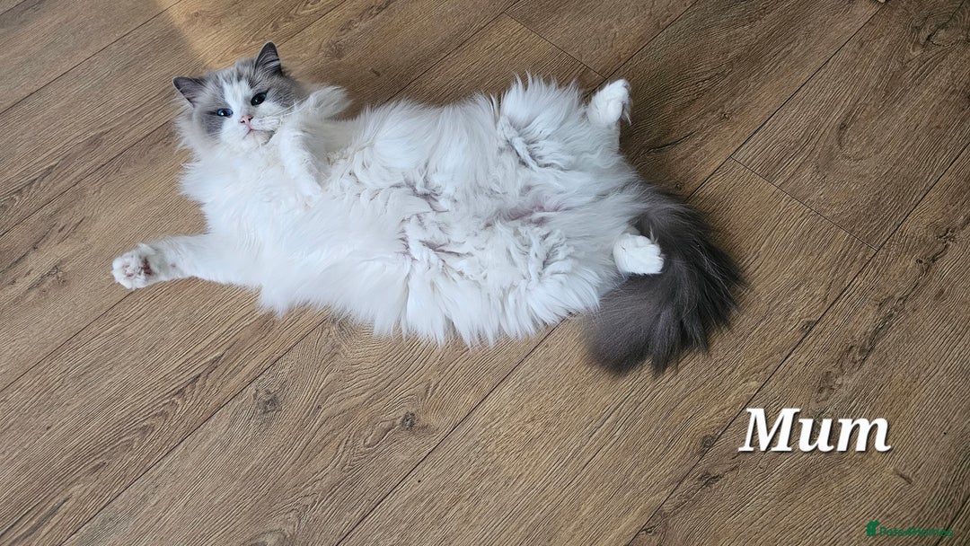 Ragdoll cats for sale: Champion Blood Ragdoll Bi colour kittens  - Image 5