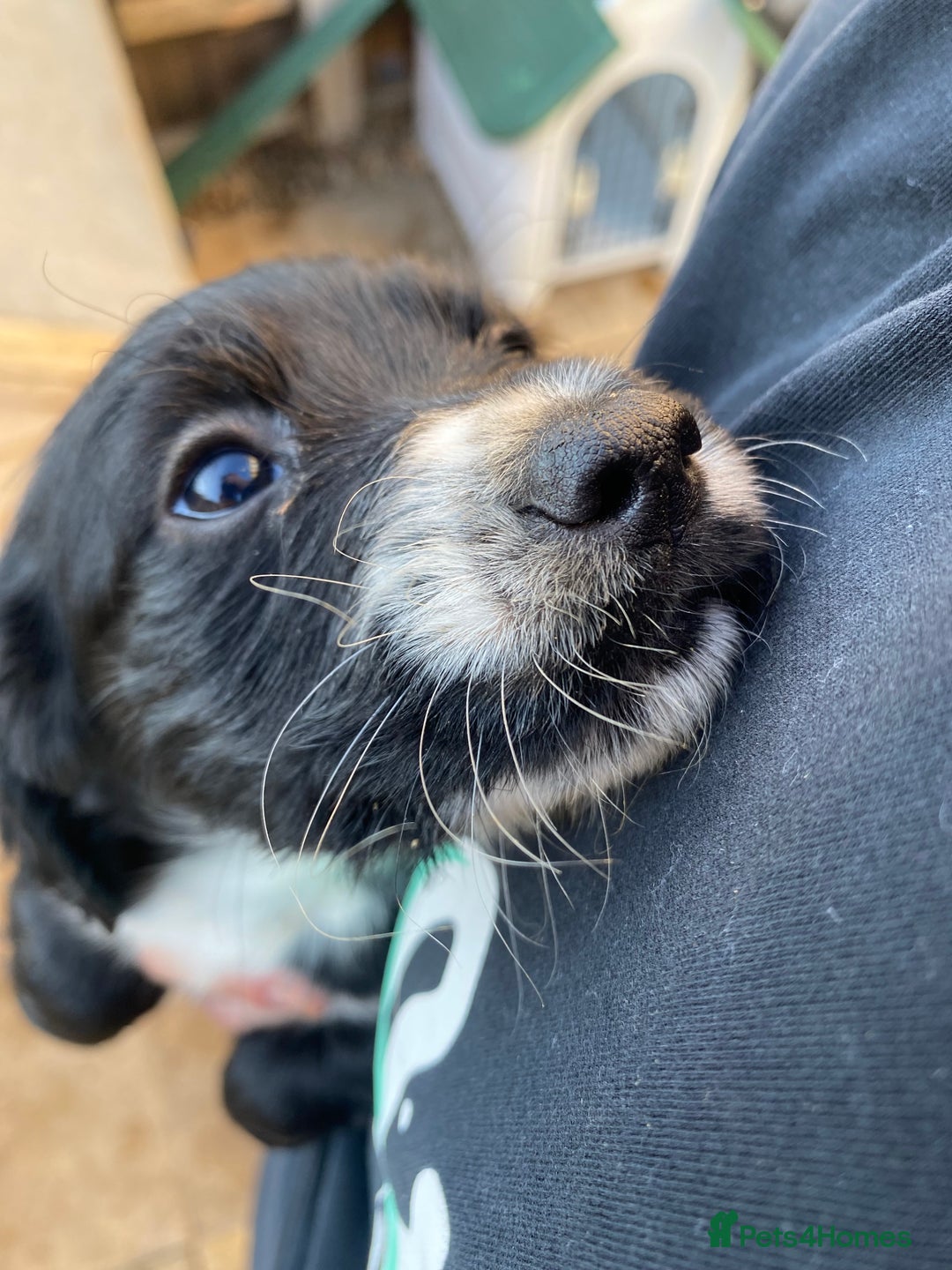 Cocker Spaniel dogs for sale: Purebred cocker spaniel pups in Buckingham - Image 5