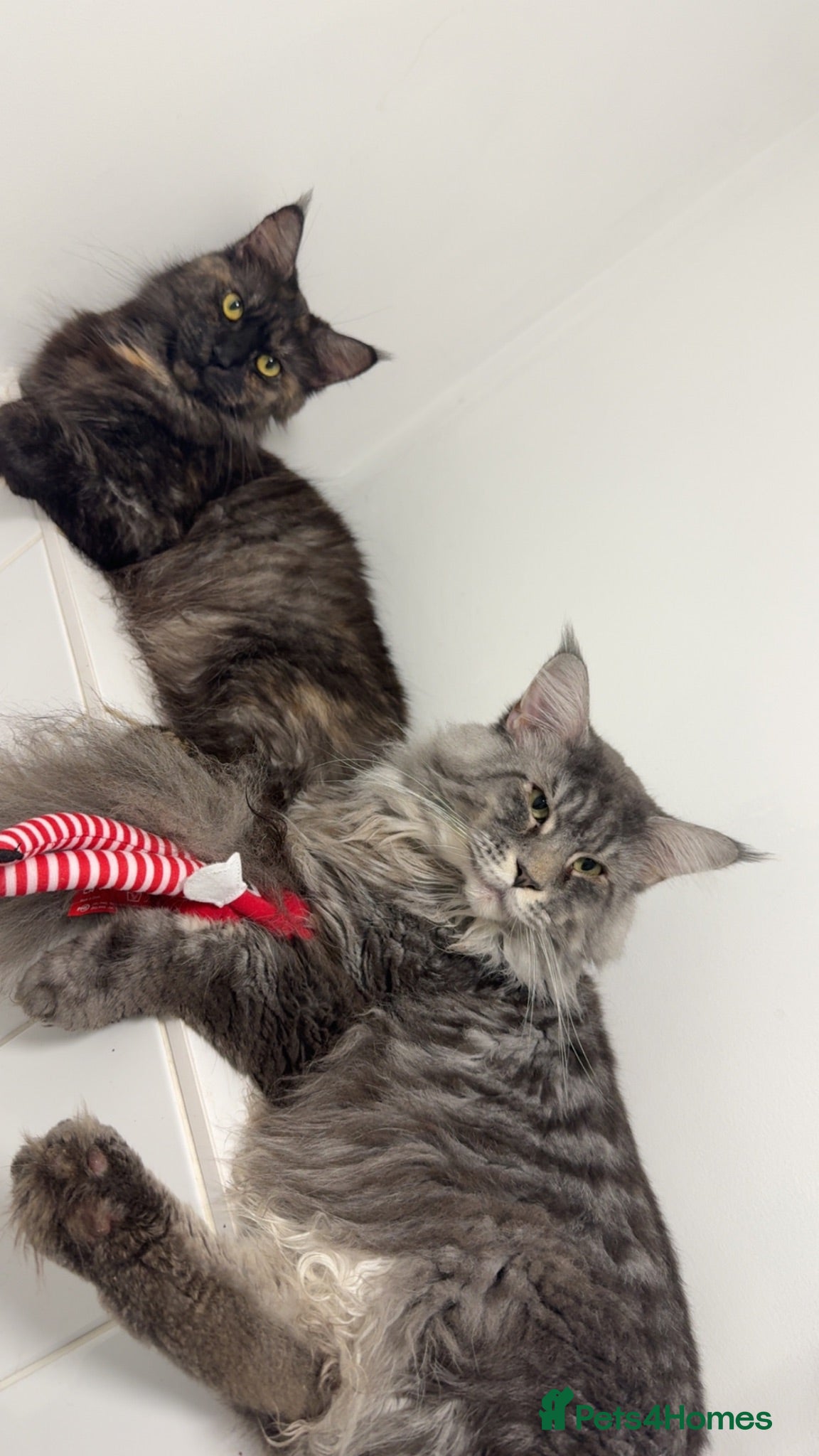 Maine Coon cats Maine coon kittens  - Advert 1
