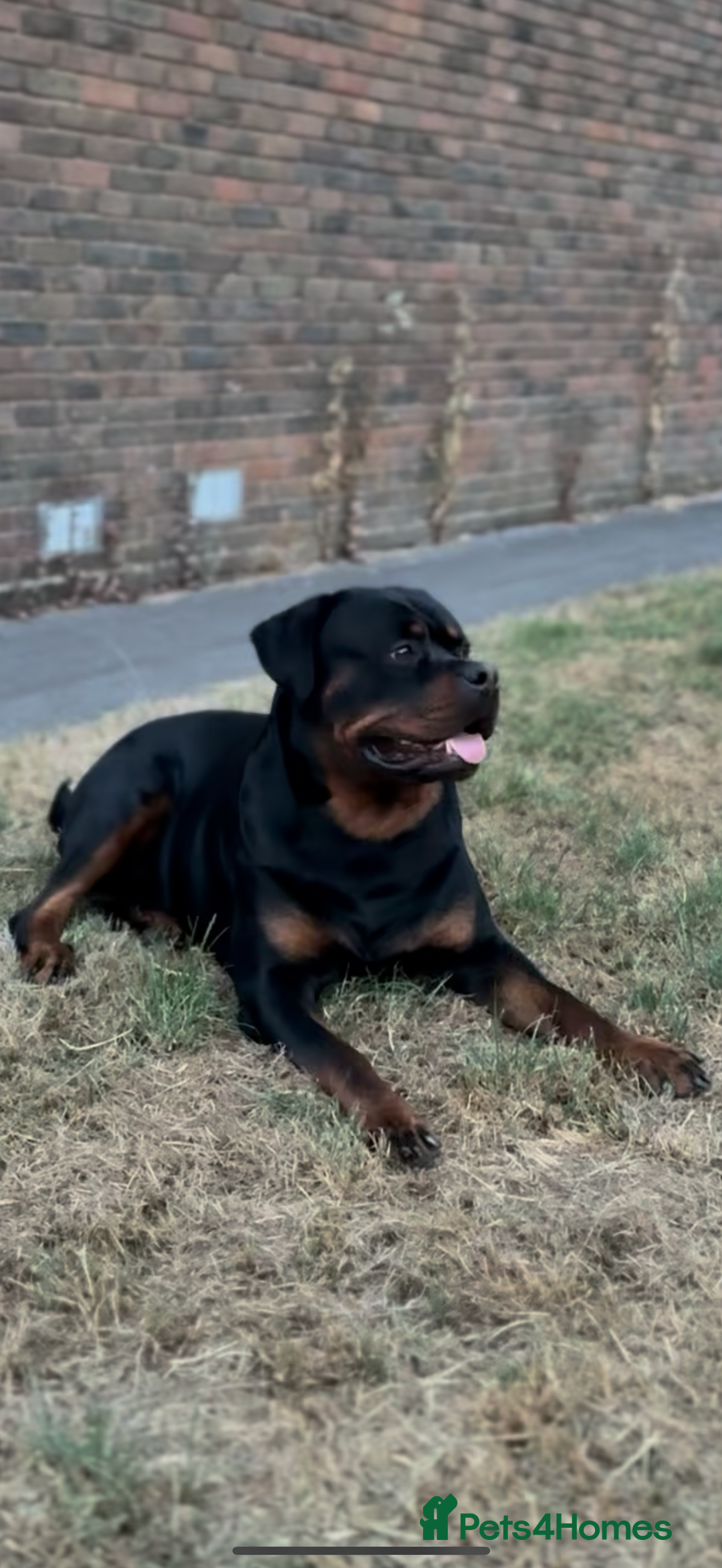 Rottweiler dogs for stud: 100% German Rottweiler - Advert 14