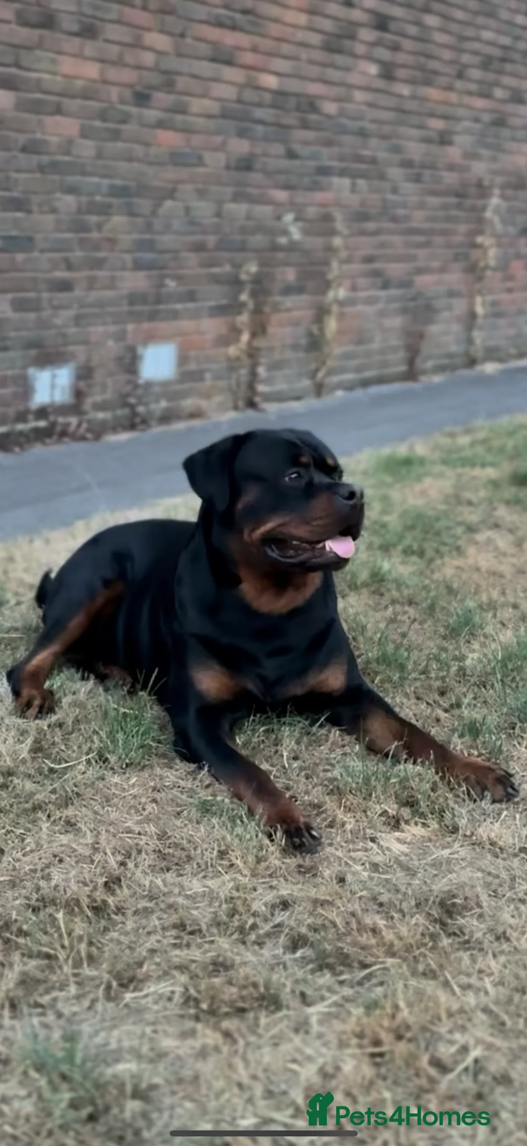 Rottweiler dogs for stud: 100% German Rottweiler | KC REGISTERED - Advert 14