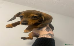 Miniature Dachshund dogs for sale: DOLLAR 💵  - Image 1