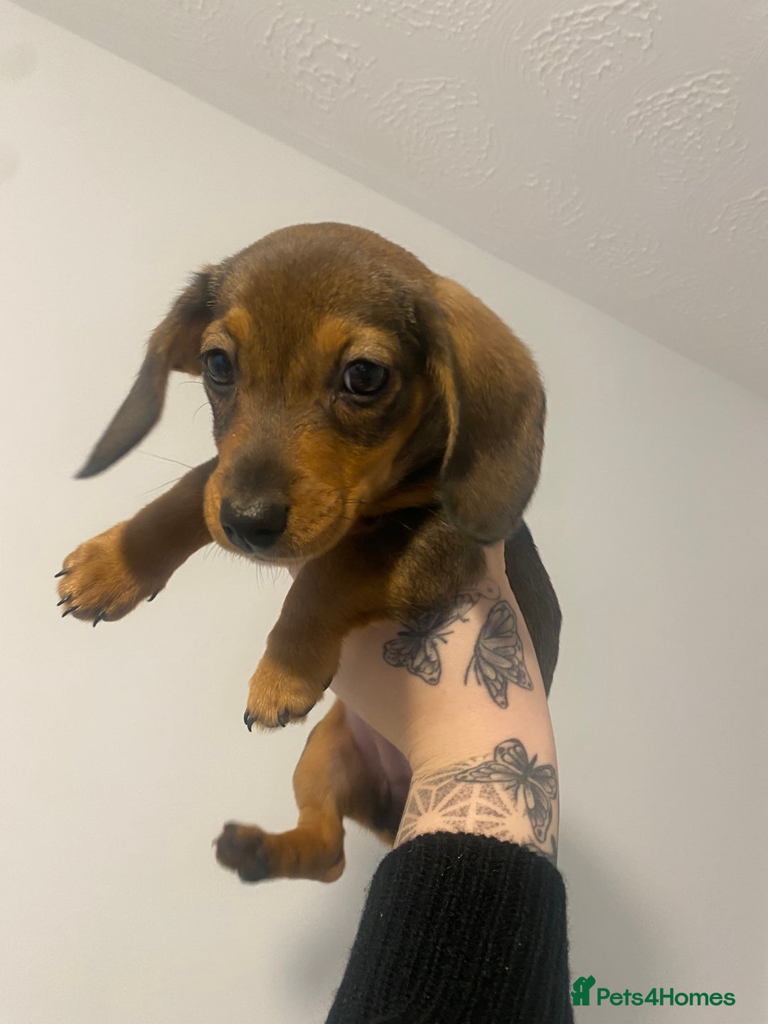 Miniature Dachshund dogs for sale: DOLLAR 💵  - Image 1