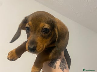 Miniature Dachshund dogs DOLLAR 💵 REDUCED - Advert 7