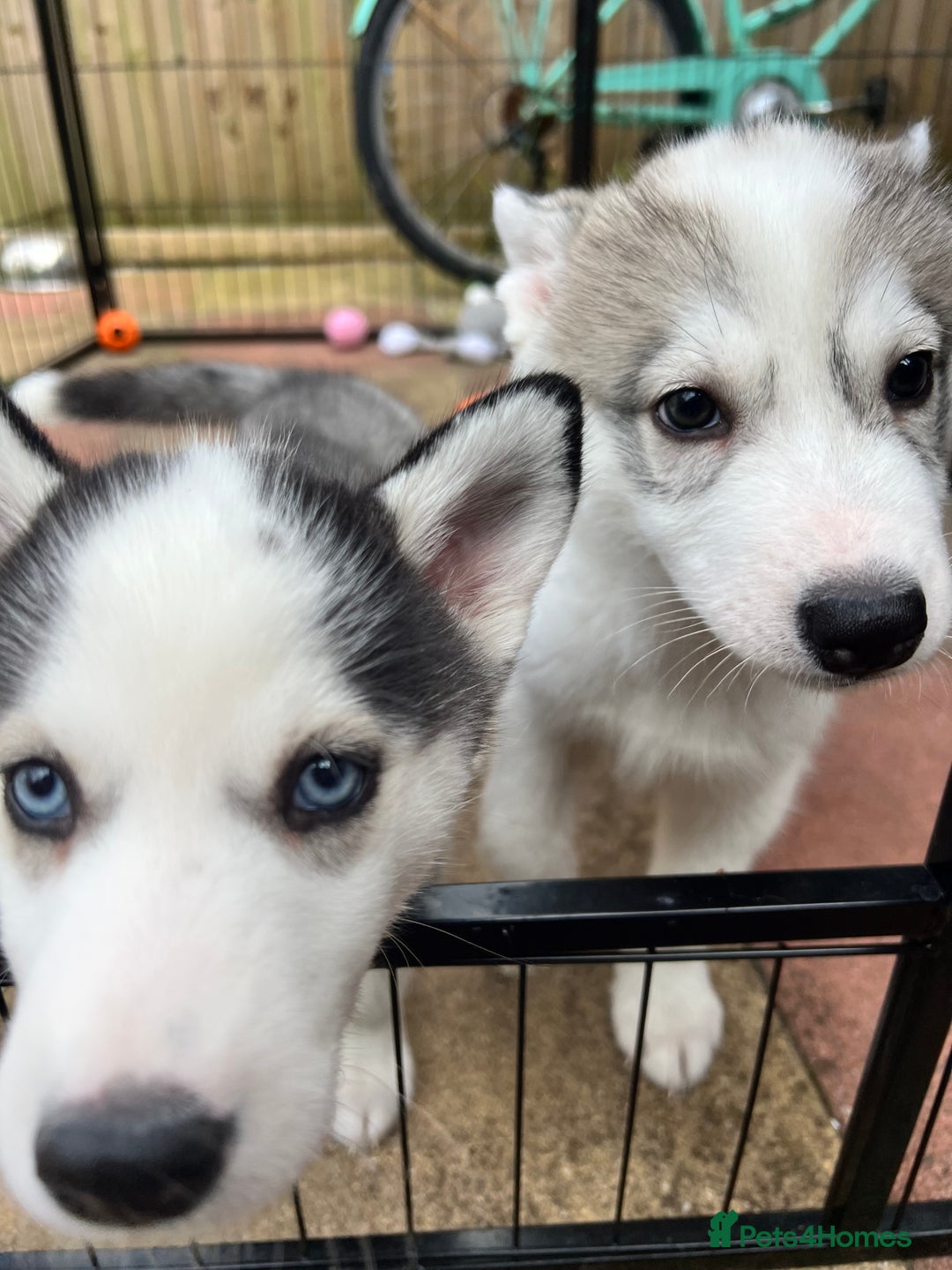 Siberian Husky dogs for sale: Husky Puppies  - Image 5