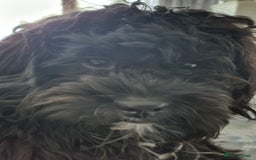 Shihpoo dogs for sale: Shihpoo puppies in Devon ... we're back!  - Image 12