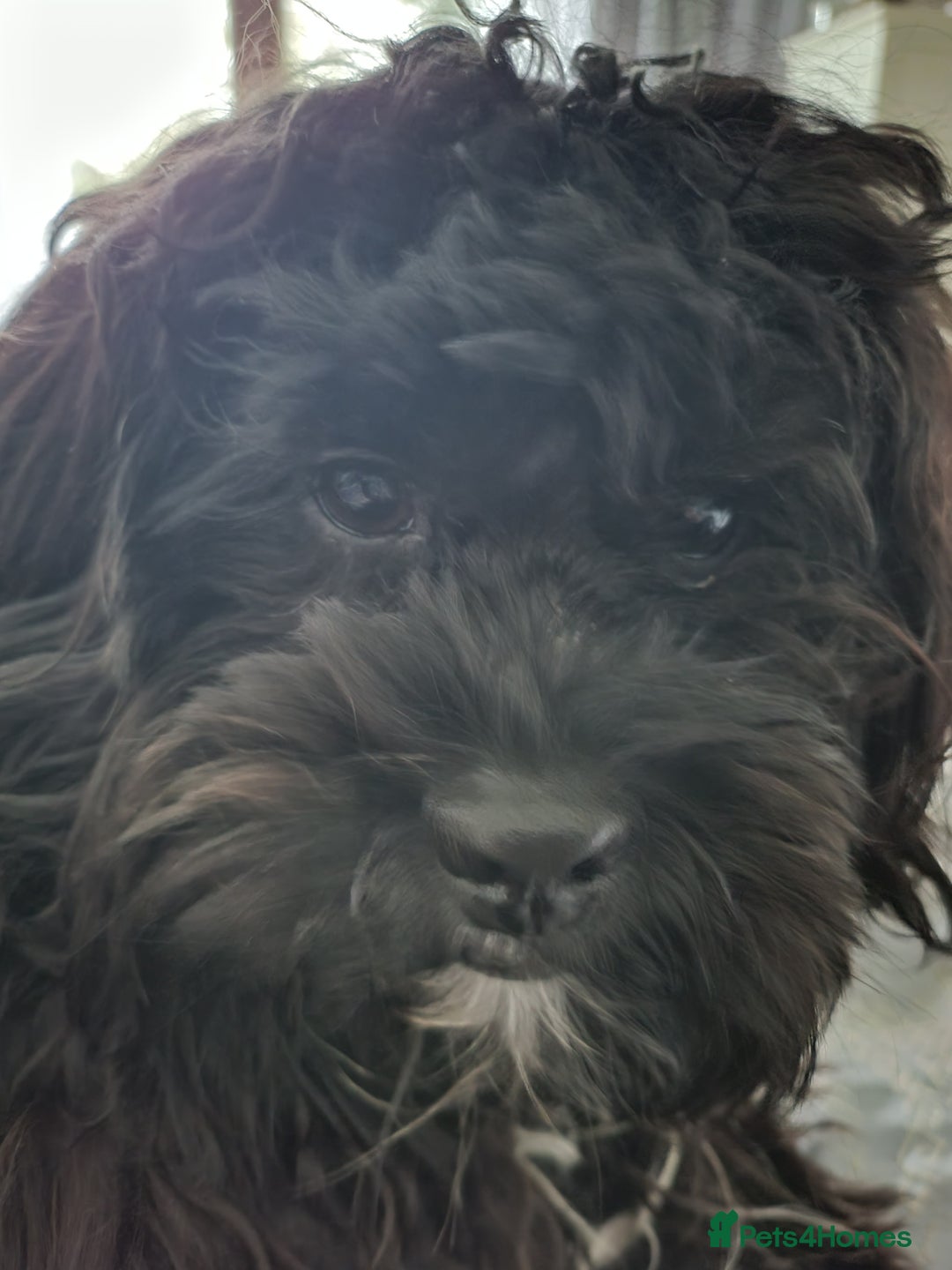 Shihpoo dogs for sale: Shihpoo puppies in Devon ... we're back!  - Image 12