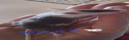 Mouse rodents for sale: MALE FANCY MICE 🐁🐾 in South Shields - Advert 16
