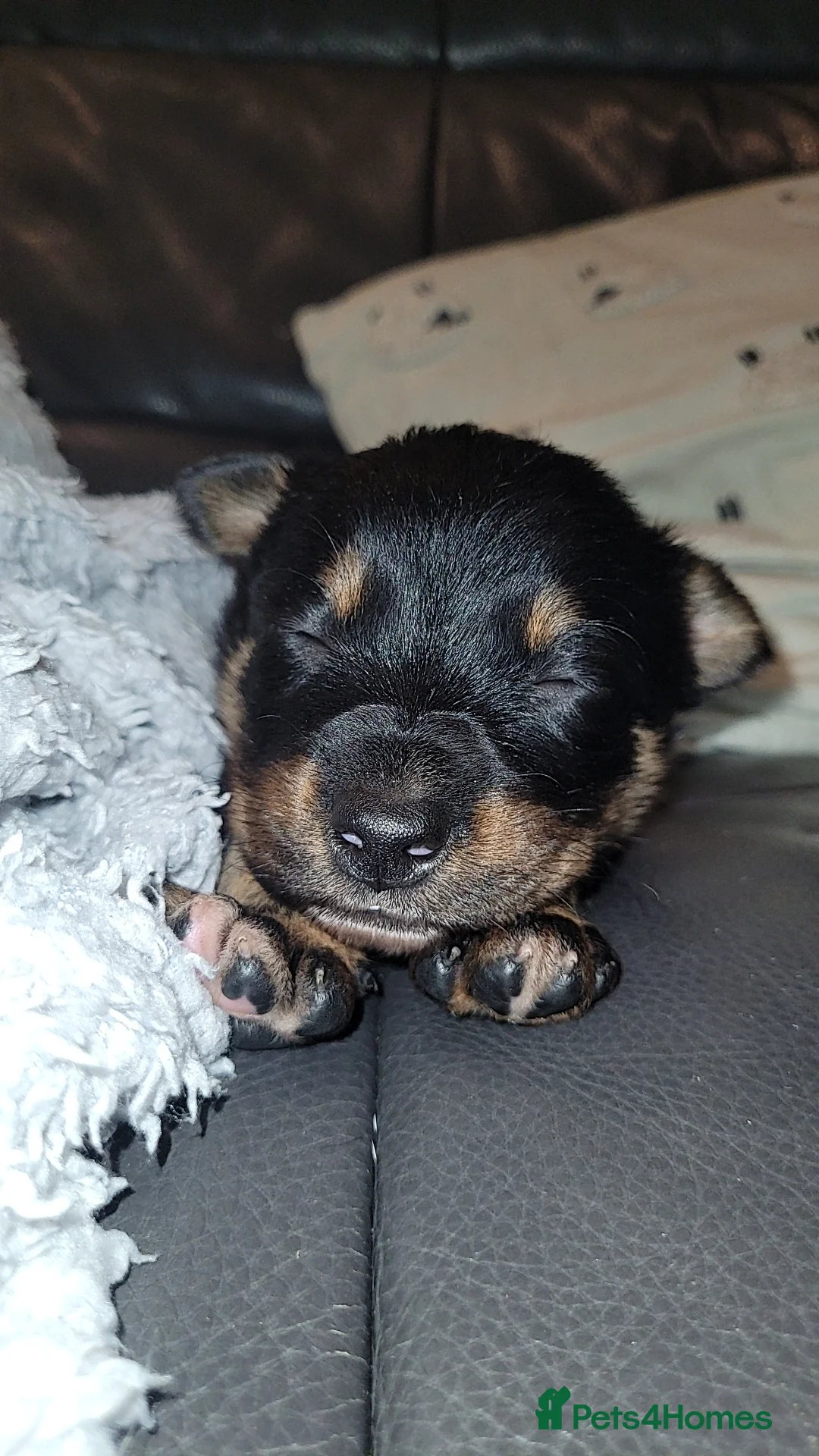 Mixed Breed dogs for sale: Collie cross Kelpie Puppies - Advert 8