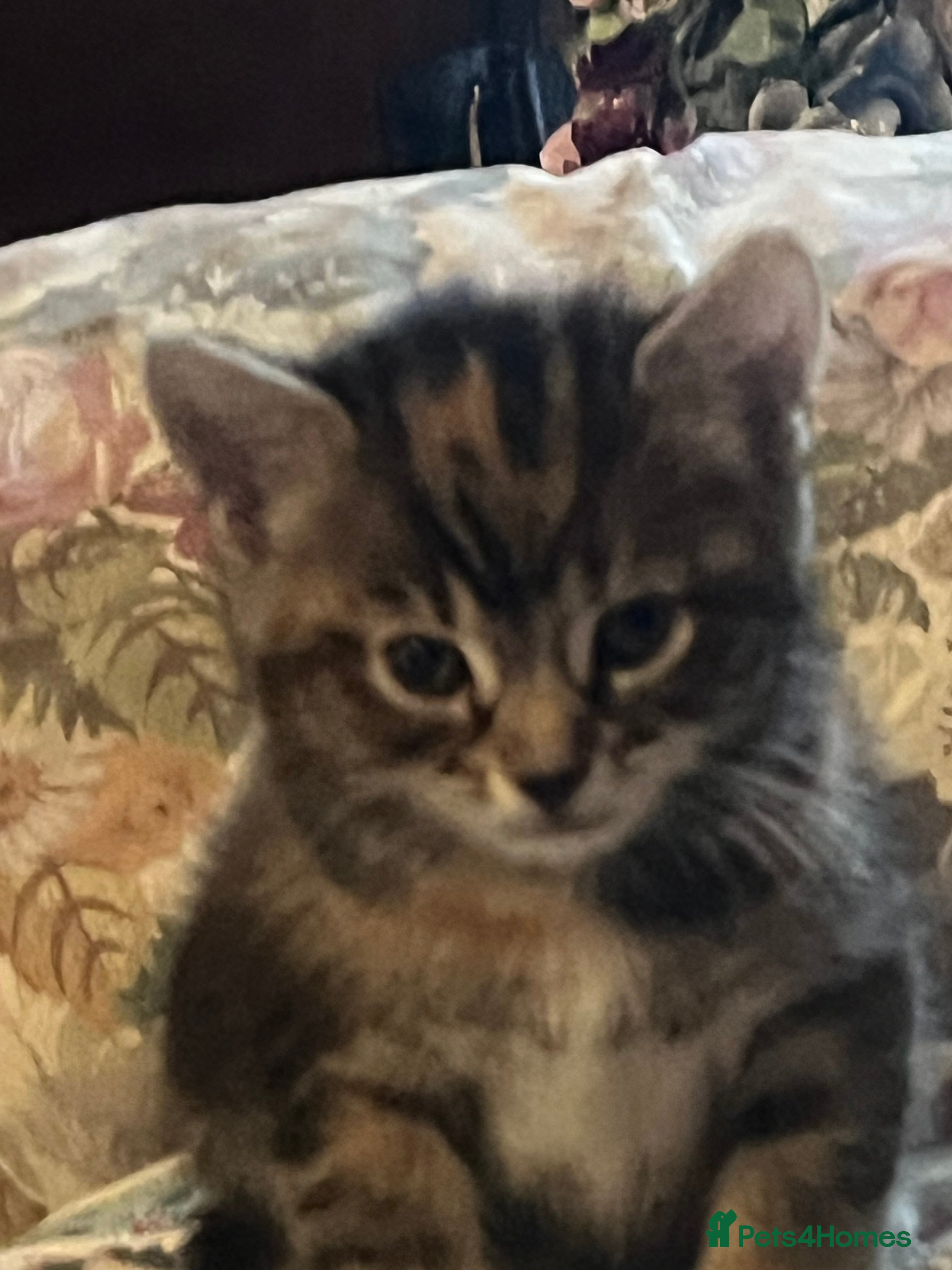 Mixed Breed cats Beautiful Tabby/ Tortoiseshell Kittens Rare - Advert 12