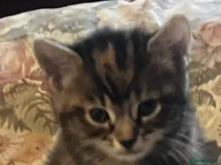 Mixed Breed cats Beautiful Tabby/ Tortoiseshell Kittens Rare - Advert 12