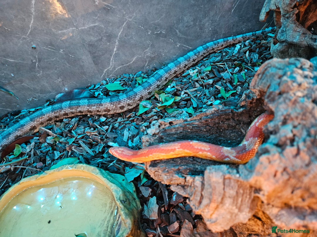 Corn Snake reptiles for sale: Breeding pair of corn snakes  - Advert 8