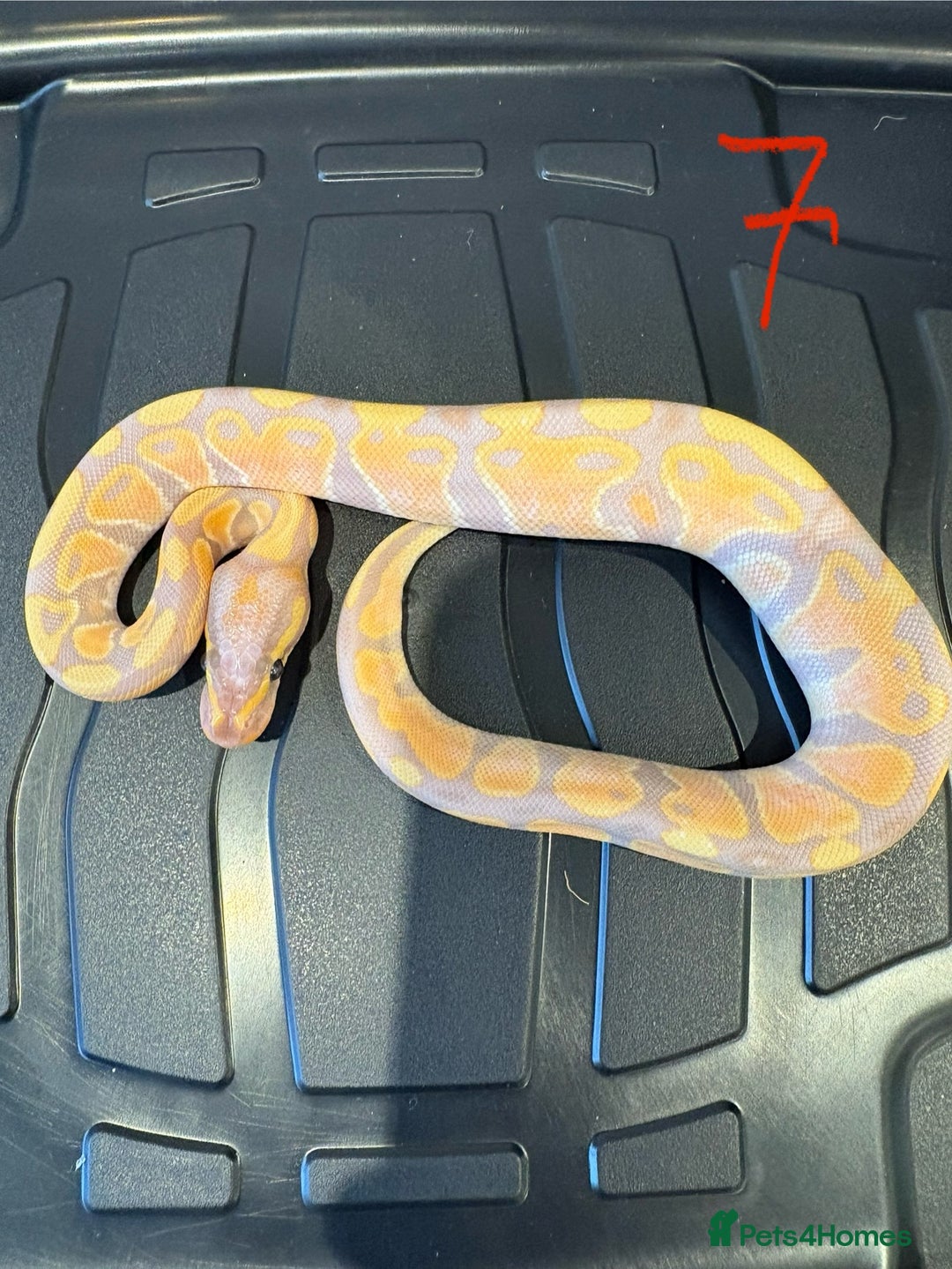 Python Snake reptiles for sale: Royal python - Advert 7